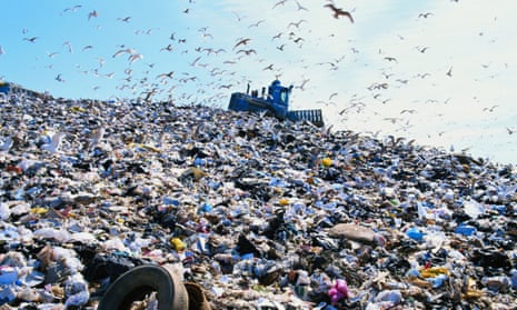Massive rubbish dumps and sprawling landfills have led some birds to give up on migration.