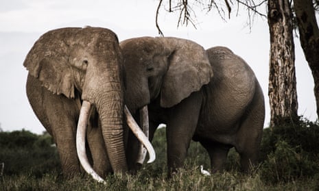 Park rangers risk their lives to protect elephants and other animals. 