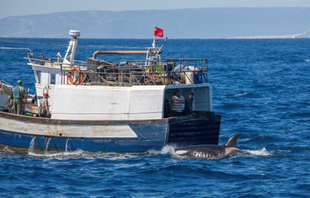 An orca with prominent ribs – visibly undernourished – nudges a boat in the strait of Gibraltar.