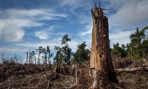 Land cleared for palm oil plantation