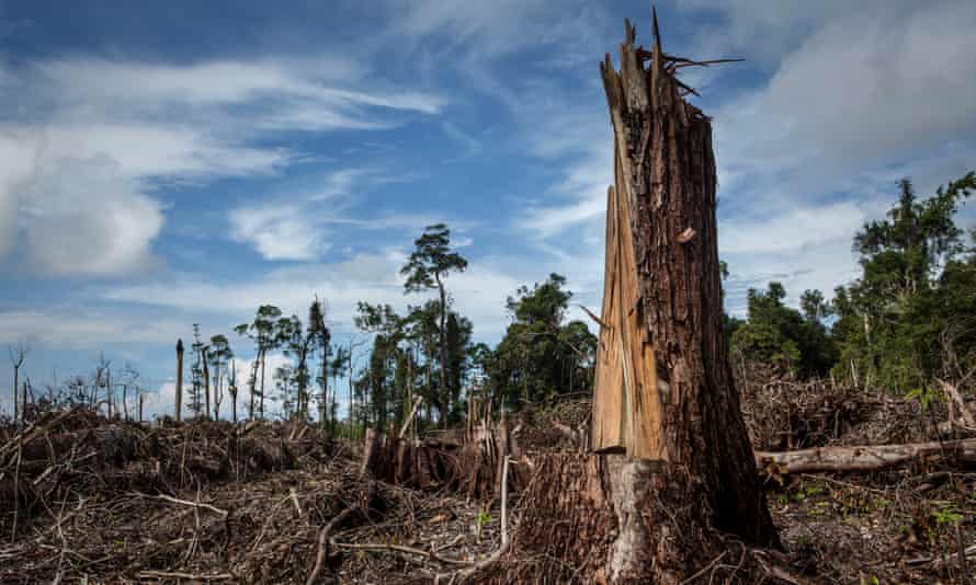 Land cleared for palm oil plantation