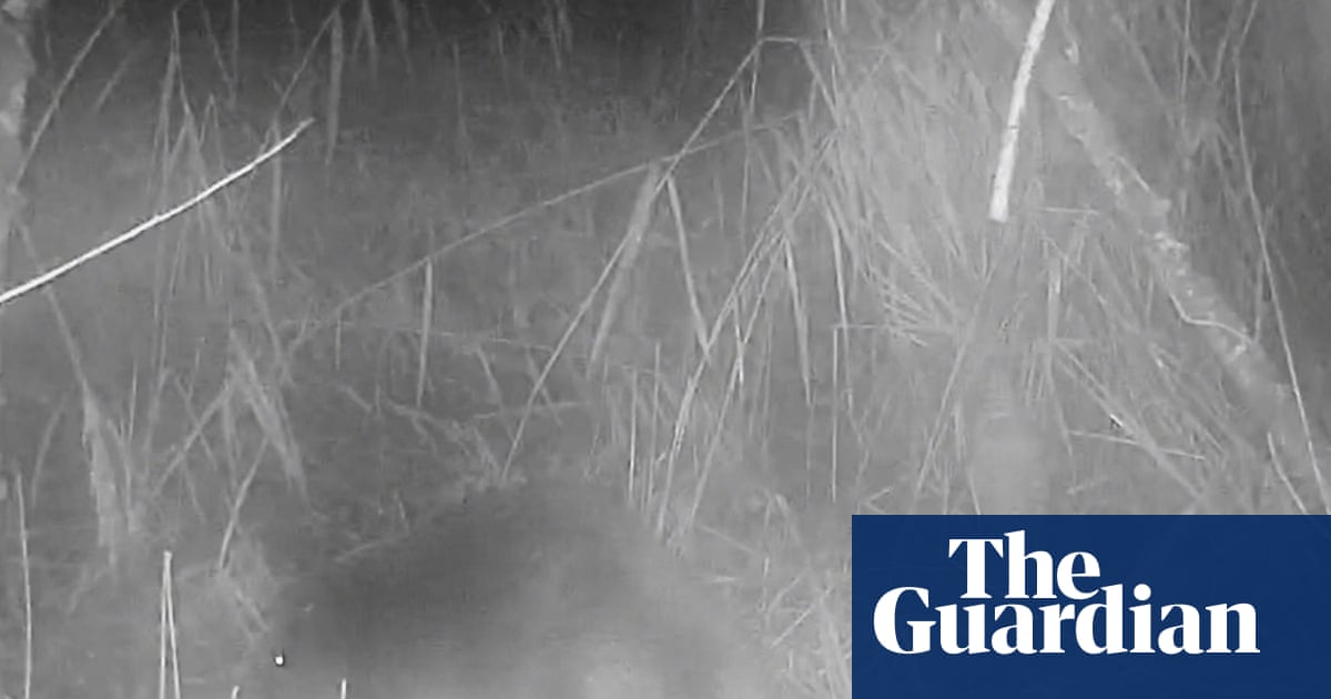 ‘No one knows where it came from’: first wild beaver spotted in Norfolk for 400 years