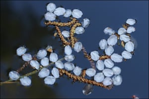 Silver birch catkins and white cherry blossom petals that had fallen in a water butt