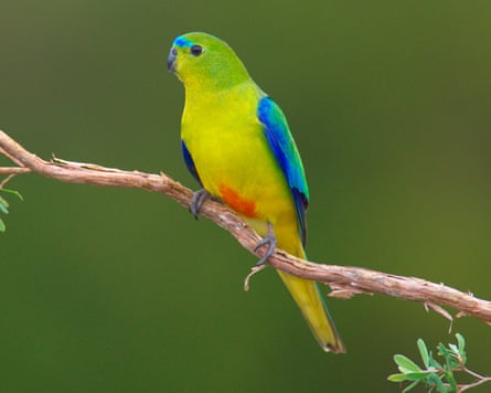 Orange-bellied parrot on a branch