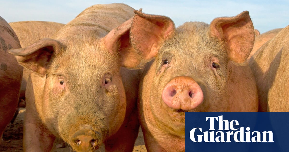 East Anglian farms breach environment regulations 700 times in seven years | Farm animals East Anglian farms breach environment regulations 700 times in seven years | Farm animals