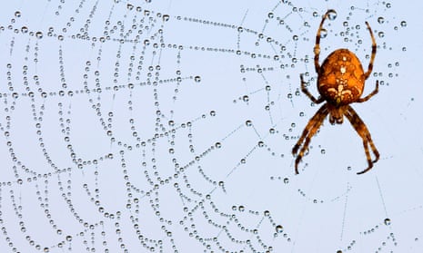 The garden cross spider (Araneus diadematus)  in a web