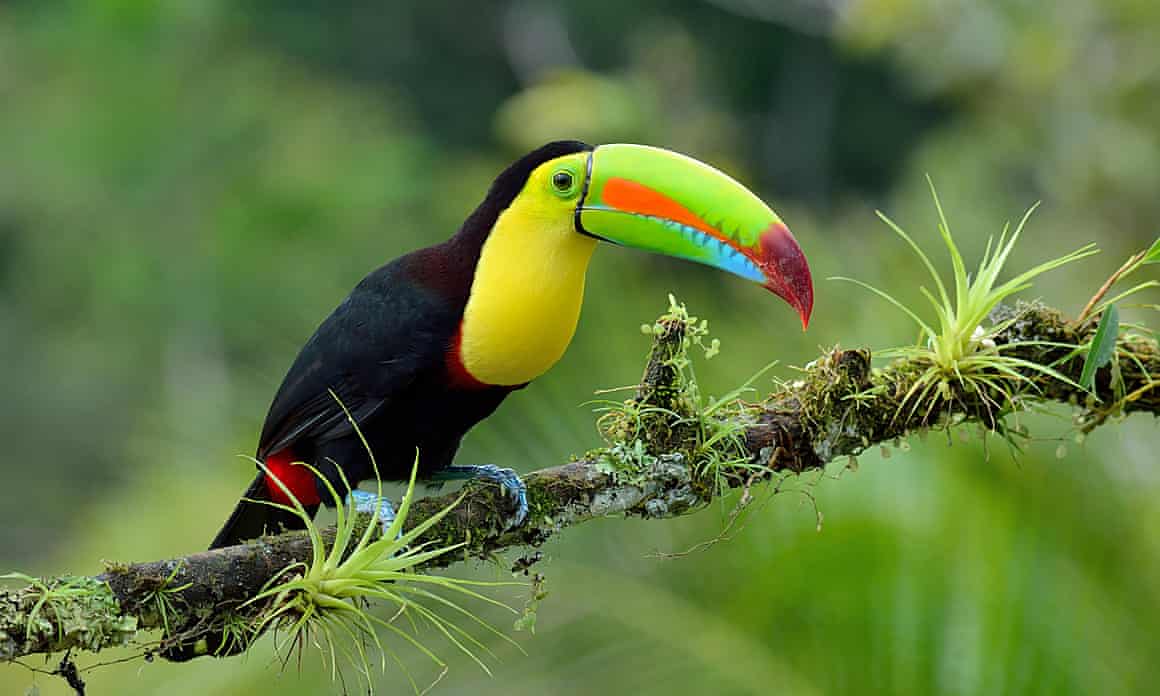A toucan in Costa Rica. Most wildlife habitats are being destroyed in countries with tropical forests, the study shows.