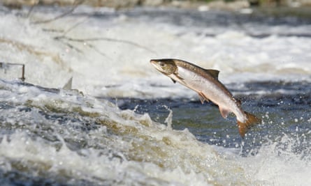 Salmon leap to travel upstream.