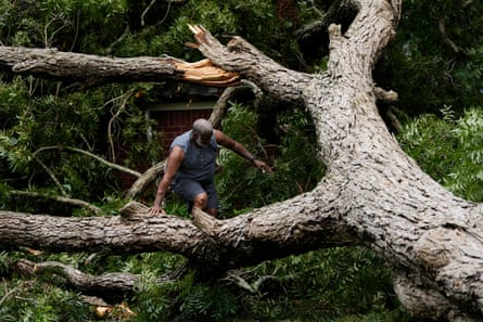 a man climbs through a fallen tree