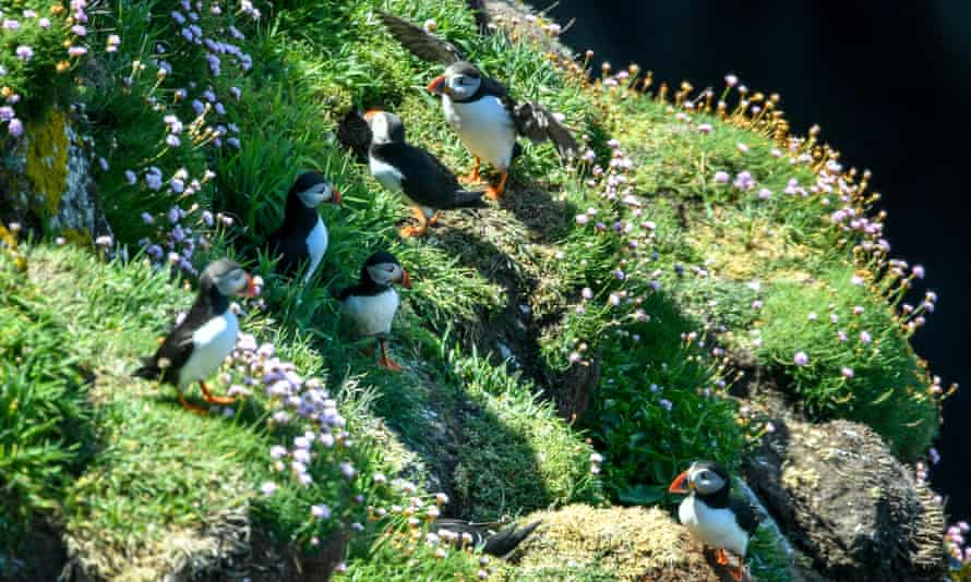 Puffins on Lundy island in the Bristol Channel, off the coast of Devon