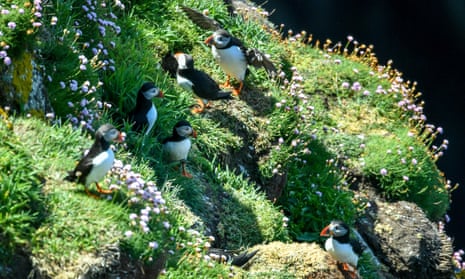 Puffins on Lundy in the Bristol Channel