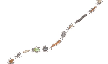 Illustration of a line of insects