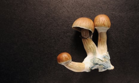 Psychedelic psilocybin mushrooms.