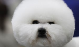 Bichon frise dog