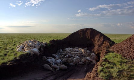 To prevent any possible crossover of pathogens from dead saiga to other wildlife or to domestic livestock, government teams collected and buried saiga carcasses.