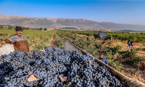 Harvesting grapes at a vineyard in the Western Bekaa, Lebanon in 2019.