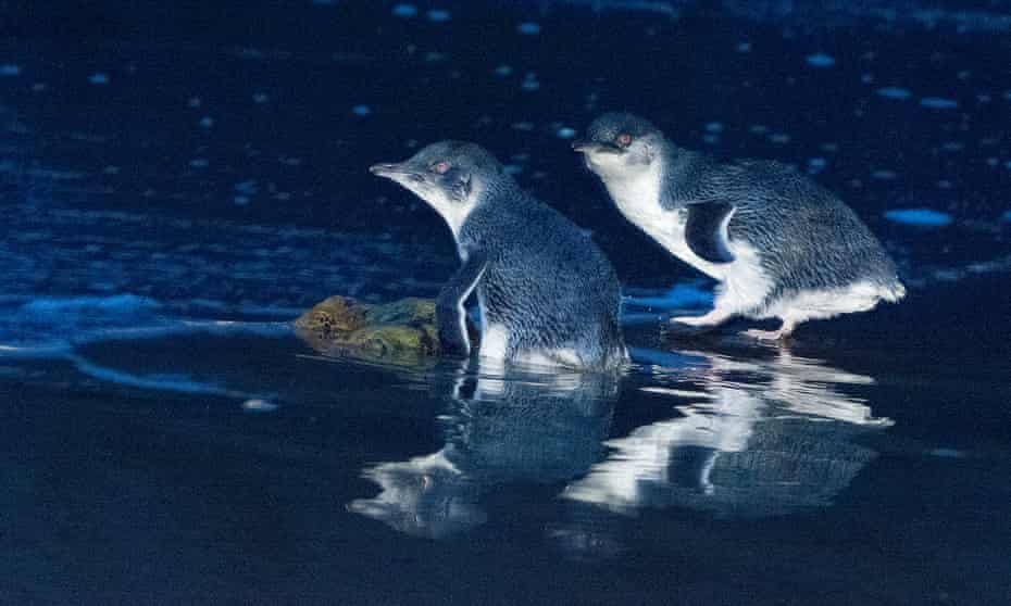 Little penguins – the species has been eliminated from Maria Island by introduced Tasmanian devils.