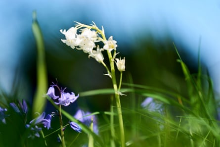 During No Mow May, natural plants are left all year or cut at the end of the flowering season.