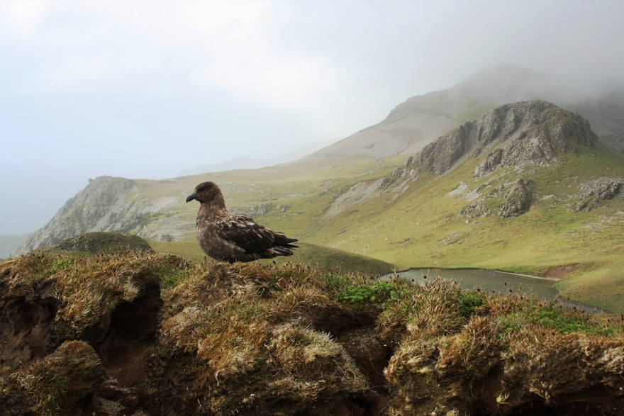 Skua at Cape Star, Macquarie Island