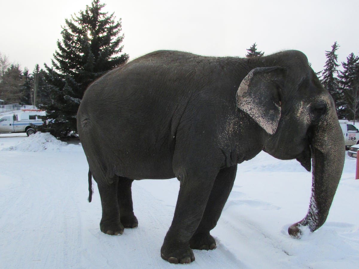 The World S Coldest Elephant Activists Demand Lucy S Removal From Canadian Zoo Canada The Guardian The World S Coldest Elephant Activists Demand Lucy S Removal From Canadian Zoo Canada The Guardian