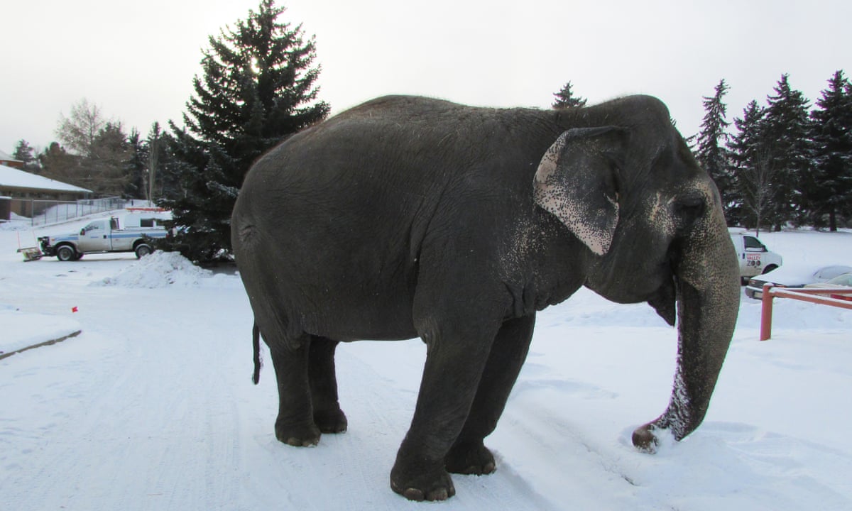 Do Elephants Like Snow