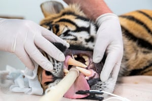 The teeth of 20 month-old Sumatran tiger Pemanah are inspected during a health check at Taronga Zoo in Sydney.