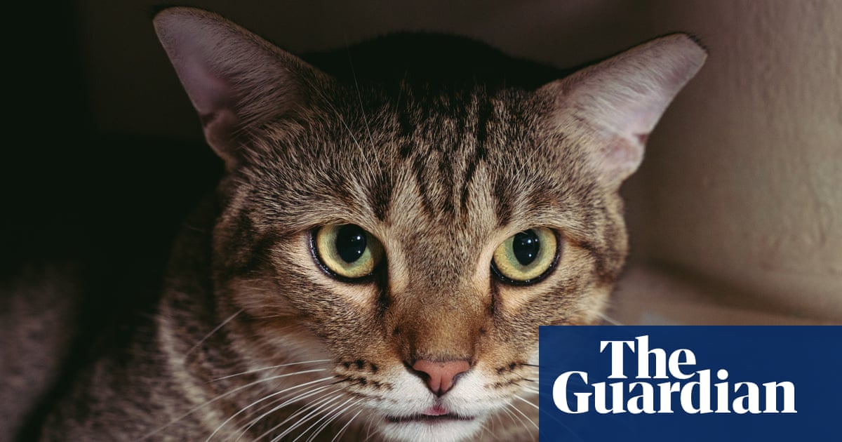 Thursday news quiz: Feral paws, language laws and a public Ariana pause