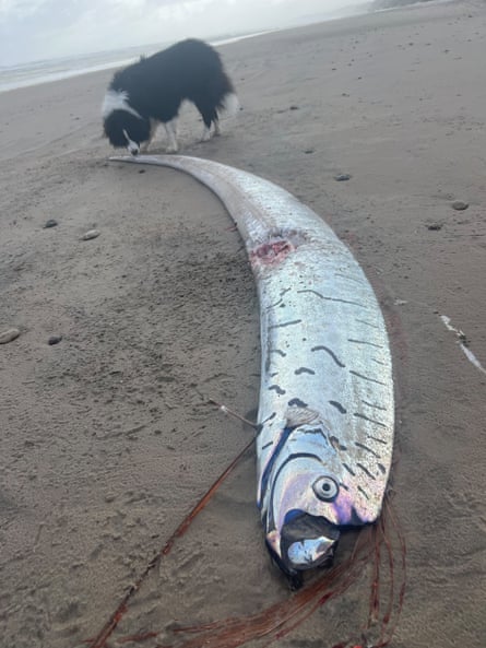 Image of a dead oarfish taken by Sybil Robertson on Ocean beach in Tasmania Image of a dead oarfish taken by Sybil Robertson on Ocean beach in Tasmania