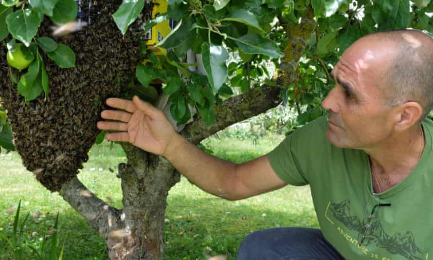 Filipe Salbany con un enjambre de abejas silvestres