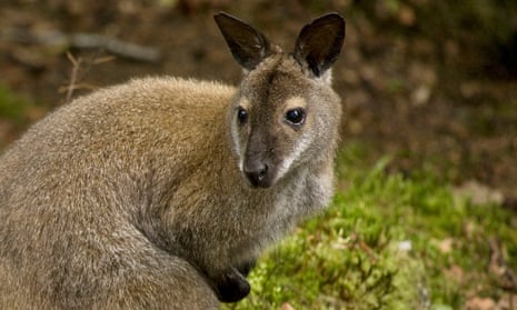 A wallaby on Inchconnachan on Loch Lomond pictured in 2010