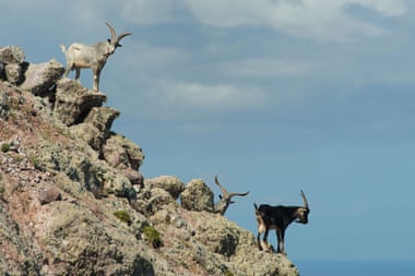 Goats on Redonda in the Caribbean.