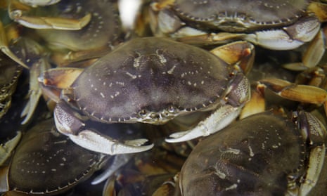 Dungeness crabs fill a tank in San Francisco, California, in December 2019. 