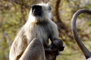 Macacos Langur em um parque de veados em Pushkar, Índia