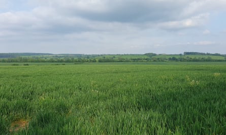 A green field under a cloudy sky