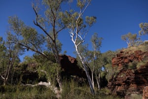 Trees between large rocks