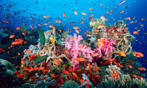 scientists say warming seas could kill off coral reefs in pacific