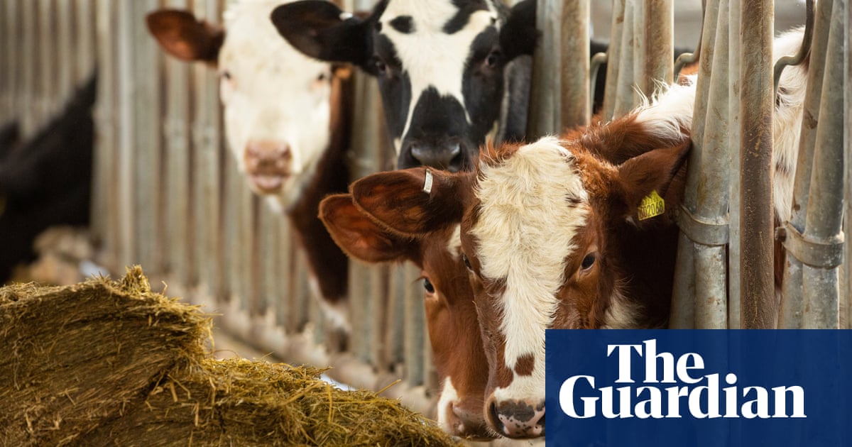 Ministers must reassure consumers feeding cattle Bovaer is safe, says Lady Sheehan Ministers must reassure consumers feeding cattle Bovaer is safe, says Lady Sheehan