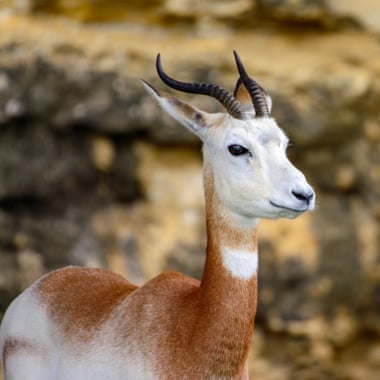 A gazelle
