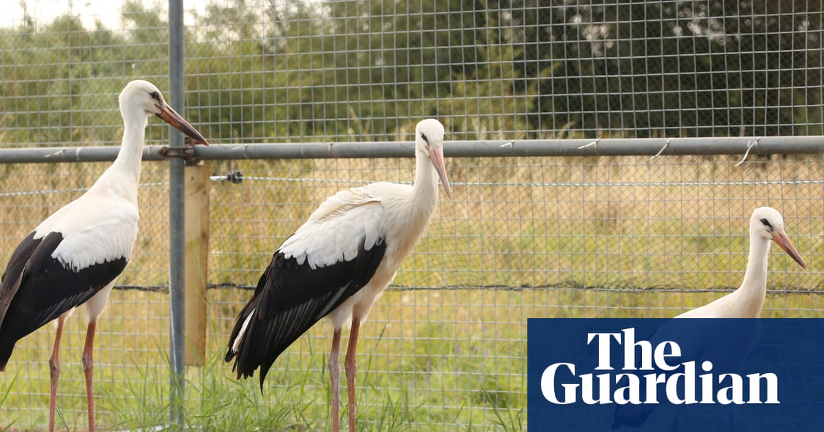 ‘They’re part of folklore’: storks return to Derbyshire after 600-year absence