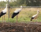 ‘They’re part of folklore’: storks return to Derbyshire after 600-year absence