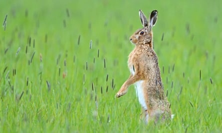 Hare in field
