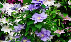 Saber arbustos: un idiota guía para el reconocimiento de plantas 2 Look familiar? Clematis Cezanne.