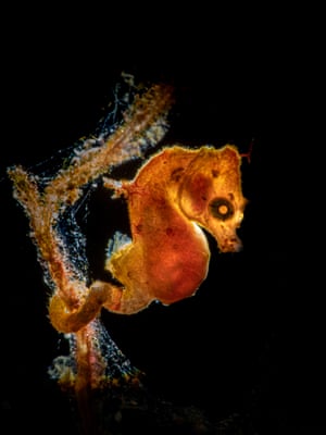 orange pontohi pigmy seahorse
