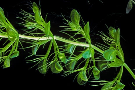 aldrovanda vesicula aka the waterwheel plant