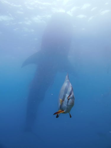 A whale fish looms in the deep sea behind a spadefish