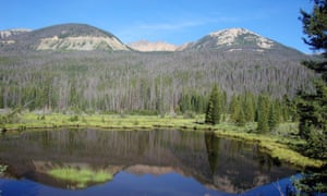 Thousands of trees killed by mountain pine beetles in western Rocky Mountain national park.