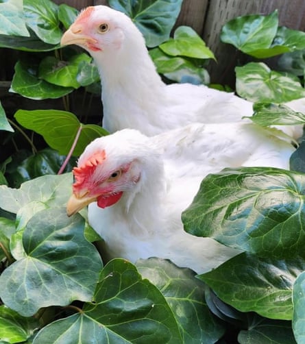 two chickens