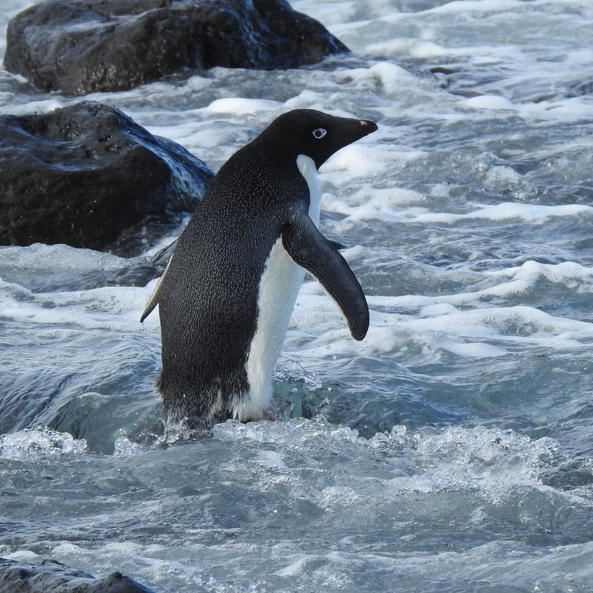 Super rare': Antarctic penguin washes up in New Zealand, 3,000km from home | New Zealand | The Guardian