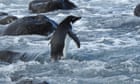 'Super rare': Antarctic penguin washes up in New Zealand, 3,000km from home