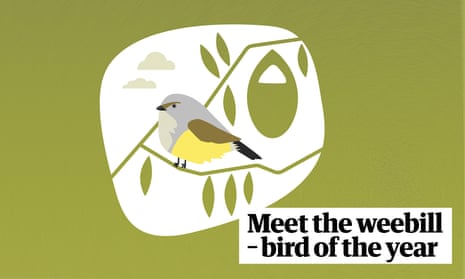 A weebill speaks: vote for us as your bird of the year – video